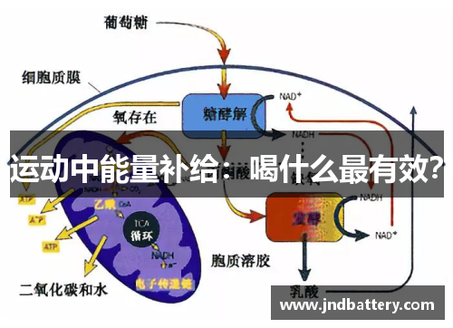 运动中能量补给：喝什么最有效？